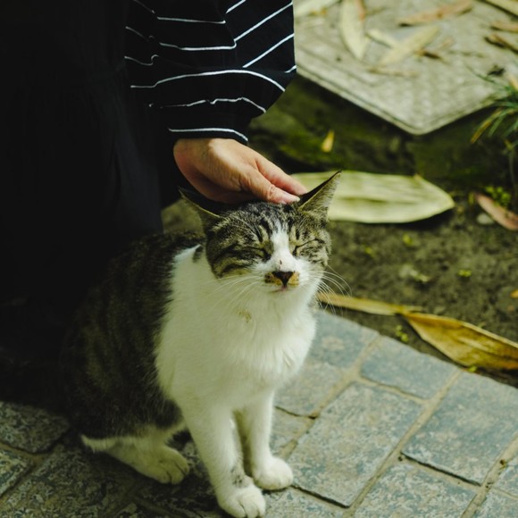 Meet your Posher, Bakita - Picture 1 of 1